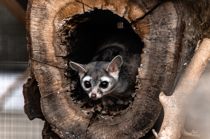 休息, 公園, 冷靜|休息,公園,冷靜,动物学,動物,動物園,友善,友好,可愛,可愛的,和平的,哺乳動物,地平線,坐,天性,好奇的,寧靜,寧靜的,小,平靜的,性質,愛打聽的,戶外,捕食者,日光,有求知慾的,林地,森林,棲息地,模糊,樹,樹幹,樹林,橫的,毛皮,水平的,注視,浣熊,滑稽,灰,灰暗,灰白,灰色,獵人,甜,生態系統,生活,生物,白天,硬币,神圣,肉食動物,自然,起毛,避难所,野生,野生動物,陽光-海量高质量免版权图片素材-设计师素材-摄影图片-mitapix-美塔图像