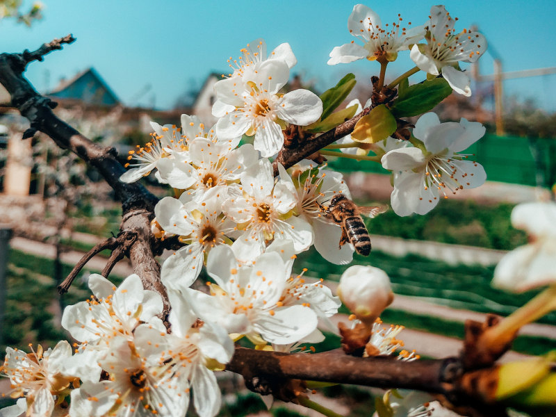 prunus cerasifera, 分公司, 分枝|prunus cerasifera,分公司,分枝,動物,和平的,和諧,和谐,喝,增長,天性,寧靜,寧靜的,工厂,平靜的,廠,弹簧,微妙,性質,成長,戶外,新鮮,日光,昆蟲,春天,晴天,晴朗,有機,村莊,村落,栽培,棲息地,植物學,植物群,植被,模糊的背景,樱桃李子,樹枝,温和,特寫,生態,生物,生長,田園,精巧,細緻,細膩,綻放,耕作,脆弱,自然,花,花園,花瓣,花的,花蜜,草地,葉子,藍天,蜜蜂,農村,鄉村,開花,陽光,香氣-海量高质量免版权图片素材-设计师素材-摄影图片-mitapix-美塔图像