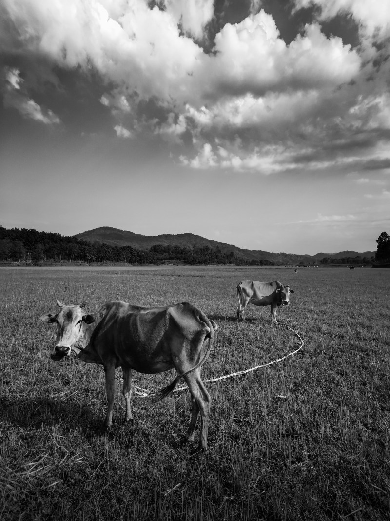 bw, 冷靜, 動物|bw,冷靜,動物,吃,咀嚼,和平的,哺乳動物,國內,土地,地形,夏天,夏季,多雲的,天性,天氣,天空,季節,家庭的,寧靜,寧靜的,山,山丘,山谷,平靜的,性質,戶外,放牧,景觀,灰濛蒙,牛,牧場,環境,田,白天,羊群,美景,自然,草,草地,調味,農地,農場,農村,農業,農田,運動場地,陰天,陸地,風景,風景如畫,餵食,鳥群,黃牛,黑與白-海量高质量免版权图片素材-设计师素材-摄影图片-mitapix-美塔图像