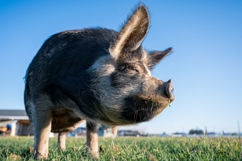 une, 動物, 可愛|une,動物,可愛,听话,和平的,和諧,和谐,哺乳動物,國內,地平線,地面,天性,家庭的,家畜,寧靜,寧靜的,山谷,工業,平靜的,性質,戶外,放牧,晴天,晴朗,村莊,村落,模糊的背景,橫的,毛茸茸,水平的,滑稽,牧場,猪,環境,生物,生產,田,田園,白天,硬币,碧空,自然,草,草原,草地,草食動物,藍天,行業,豬,農地,農場,農村,農田,運動場地,鄉村,餵食,骯髒的,髒的-海量高质量免版权图片素材-设计师素材-摄影图片-mitapix-美塔图像