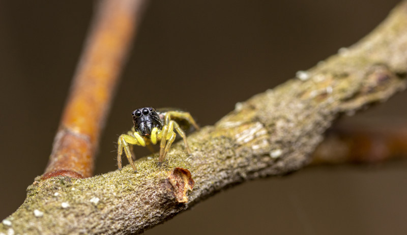 heliophanus flavipes, Web, 互联网|heliophanus flavipes,Web,互联网,分公司,分枝,动物学,動物,危險,原本,叢林,增長,天性,小,工厂,廠,性質,戶外,昆蟲,木,木頭,森林,模糊的背景,樹,樹幹,樹林,樹枝,毒液,熱帶,熱帶叢林,熱帶的,爬行,環境,生態,生態系統,生物,異國情調,眼睛,硬币,种,節肢動物,自然,蜘蛛,跳躍蜘蛛,野生,野生動物-海量高质量免版权图片素材-设计师素材-摄影图片-mitapix-美塔图像