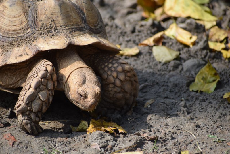 sulcata乌龟, tartaruga d’esporacióafricana, 公園-sulcata乌龟,tartaruga d'esporacióafricana,公園,冷靜,动物学,動物,動物園,和平的,和諧,和谐,土,土壤,地平線,地面,塵土飛揚,壯觀,天性,寧靜,寧靜的,平靜的,性質,戶外,晴天,晴朗,杂食动物,林地,森林,棲息地,植物學,植物群,植被,模糊的背景,橫的,殼,水平的,泥土,海龜,烏龜,爬蟲,爬行,環境,生物,田園,甲殼,異國情調,白天,砂,硬币,磨碎的,秋天,自然,葉子,農村,野生,野生動物,陽光,雄偉,高角度,龜-海量高质量免版权图片素材-设计师素材-摄影图片-mitapix-美塔图像