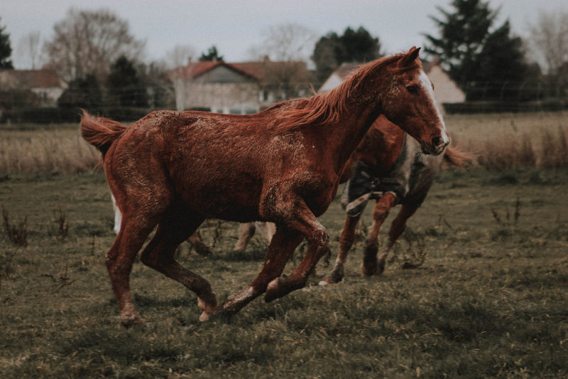 トロタドールフランセス, 一群動物, 伴侶|トロタドールフランセス,一群動物,伴侶,側面圖,動物,品種,哺乳動物,地平線,培育品種,壞心情,多雲的,天,天性,安全帶,家畜,山谷,心情低落,快速,性質,戶外,村莊,村落,栗子,模糊的背景,橫的,權力,母馬,水平的,沉降,活動,活躍,灰濛蒙,牧场,牧場,生物,田,種馬,積極,競技場,競爭,純種,美景,自然,草,草地,訓練,跑,轡,農地,農場,農村,農田,速度,運動,運動場地,鄉村,野生,陰天,陰沉,馬,马背-海量高质量免版权图片素材-设计师素材-摄影图片-mitapix-美塔图像