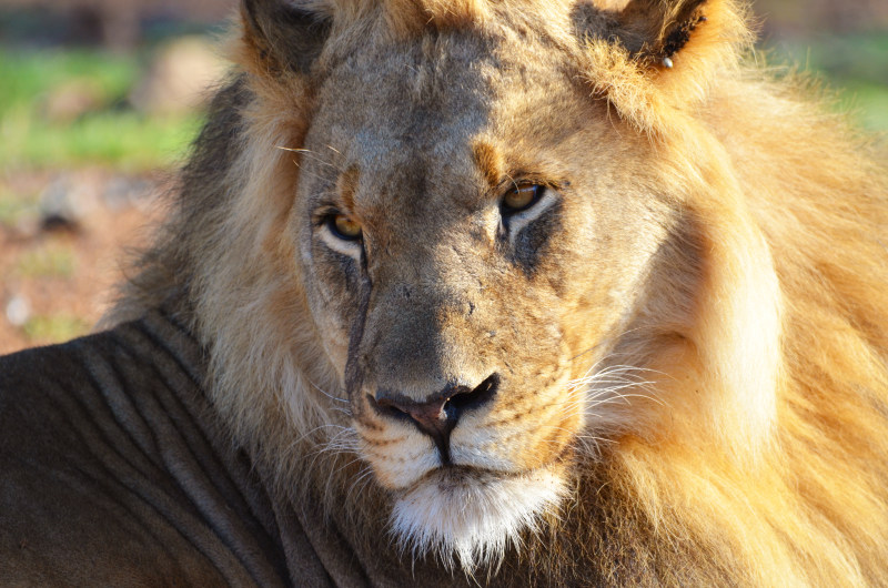 休息, 动物学, 動物-休息,动物学,動物,動物園,危險,厚,周到,哺乳動物,夏天,夏季,夢想的,強大,怅惘,思考,戶外,捕食者,放鬆,明亮,枪口,格里姆,棕色,模糊的背景,權力,毛皮,毛茸茸的,沉思,熱帶,熱帶的,獅子,田園,異國情調,瘦,發亮,發光,看著別處,硬币,肉食動物,脊索动物,自然,花園,蓬鬆的,薄,豐富多彩,豹,豹亚科,貓科,躺,野生動物,閃亮,陽光,鬃毛,鬆軟的,鬍鬚-海量高质量免版权图片素材-设计师素材-摄影图片-mitapix-美塔图像