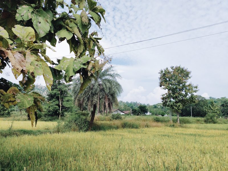 冷靜, 地平線, 地形|冷靜,地平線,地形,夏天,夏季,多雲的,天性,安靜,寧靜,山谷,工厂,市郊,平原,廠,性質,戶外,无声,景觀,村莊,村落,林場,森林,植物群,樹,橫的,水平的,灌木丛,熱帶,熱帶的,牧場,環境,田,白天,空的,素色的,綠色,翠绿,自然,草,草地,草坪,葉子,葱茏,農地,農場,農村,農田,運動場地,鄉村,風景,風景如畫,鬱鬱蔥蔥-海量高质量免版权图片素材-设计师素材-摄影图片-mitapix-美塔图像