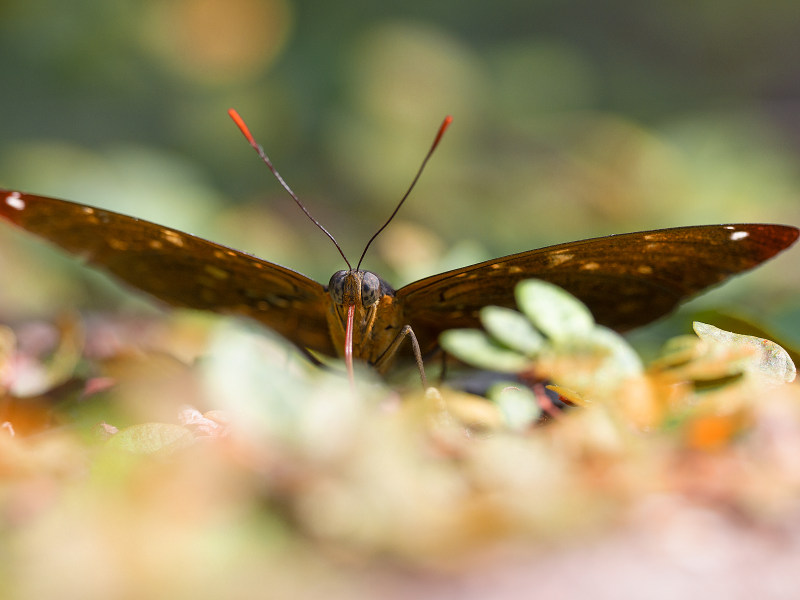 lepidopterology, ベベアリア, 公園|lepidopterology,ベベアリア,公園,冷靜,動物,和平的,和諧,和谐,地平線,地面,壯觀,天性,寧靜,寧靜的,工厂,平靜的,廠,很棒,微妙,性質,戶外,昆蟲,昆蟲學,晴天,晴朗,柔軟,棕色,棲息地,植物群,植被,模糊,模糊的背景,機翼,橫的,水平的,温和,特寫,環境,生物,生物學,田,田園,異國情調,白天,硬币,精巧,精彩,細緻,細膩,綻放,美景,翅膀,脆弱,自然,花,花園,草地,蝴蝶,软焦点,農地,農村,運動場地,野生,野生動物,開花,雄偉-海量高质量免版权图片素材-设计师素材-摄影图片-mitapix-美塔图像