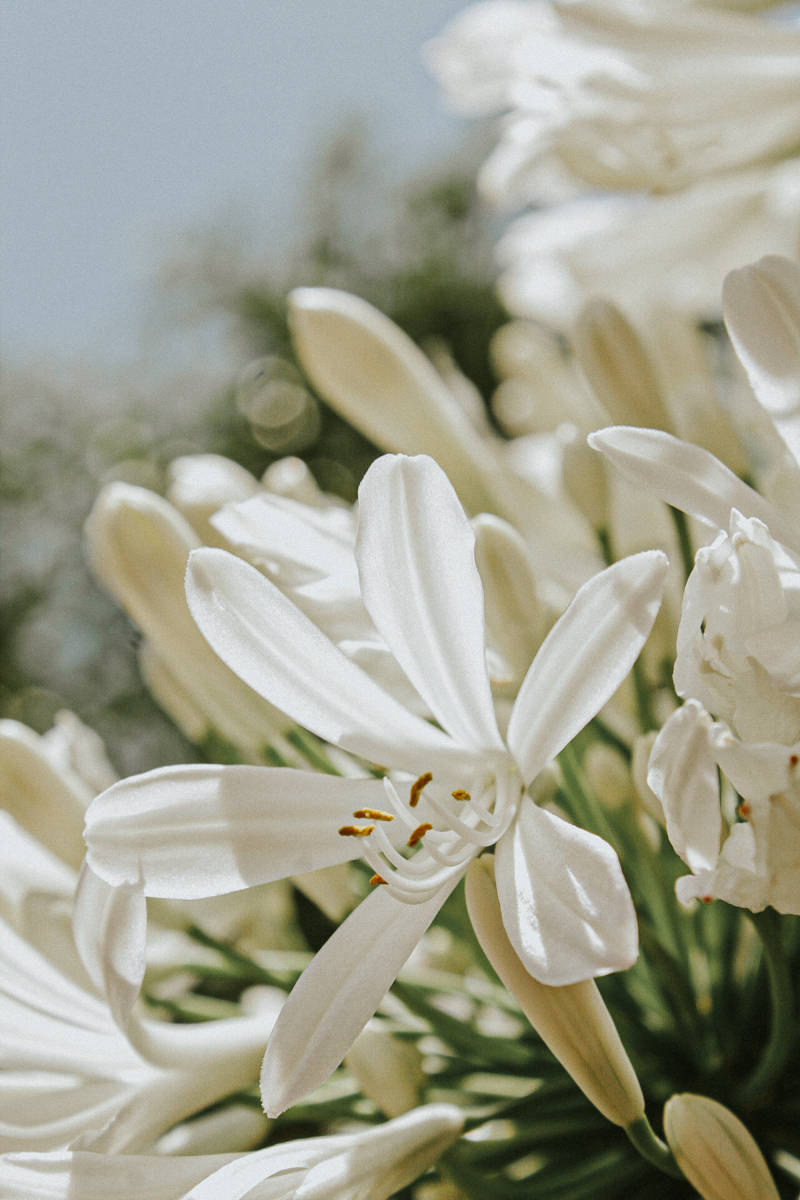 agapanthus africanus, アフリカリリック, 優雅|agapanthus africanus,アフリカリリック,優雅,公園,冷靜,和平的,和諧,和谐,園藝,增長,天性,季節,寧靜,寧靜的,工厂,平靜的,廠,很棒,微妙,性質,戶外,新鮮,晴天,晴朗,有機,杵,柔軟,栽培,植物學,植物群,植被,模糊的背景,浪漫的,温和,照顧,特寫,環境,田園,白天,白色,精巧,精彩,純淨,純粹,細緻,細膩,綠化,綻放,耕作,脆弱,自然,花,花園,花瓣,花的,葉子,裝飾,調味,開花,關心,陽光,香氣-海量高质量免版权图片素材-设计师素材-摄影图片-mitapix-美塔图像