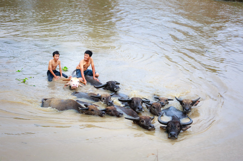 carabaos, 人, 动物|carabaos,人,动物,夏天,夏季,娱乐,孩子,户外,旅行,水,水牛,河,消遣,游泳,湖,湿,热带,热带的,男孩-海量高质量免版权图片素材-设计师素材-摄影图片-mitapix-美塔图像