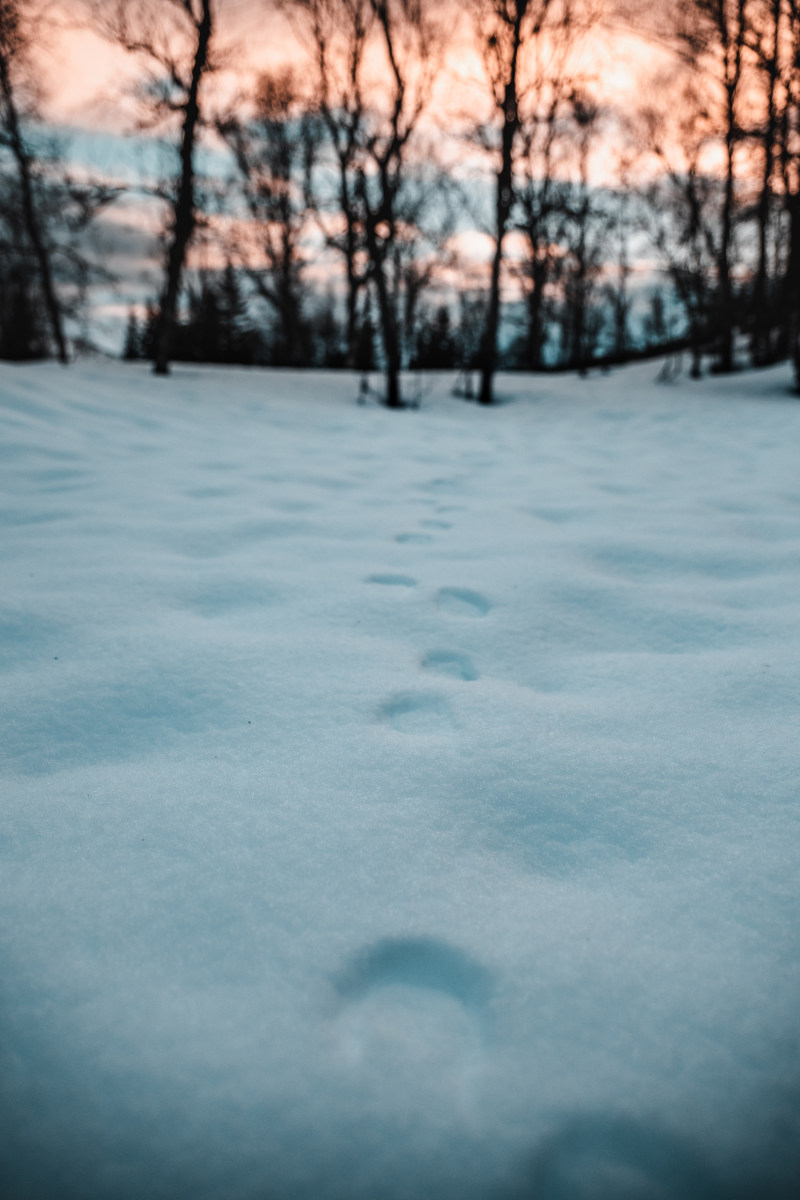 ICEE, 下雪的, 下雪的天气|icee,下雪的,下雪的天气,似雪,冬天的背景,冬季,冬季景观,冰,冷,冷冰冰,冷冰的,冷冻,冻,冻结的,场景,天性,天气,季节,寒冷的天气,很冷,性质,户外,日落,景观,有雪的,树木,模糊的背景,步伐,特写,环境,现场,画面,白雪皑皑,美景,自然,调味,雪,霜,风景,黄金时段-海量高质量免版权图片素材-设计师素材-摄影图片-mitapix-美塔图像