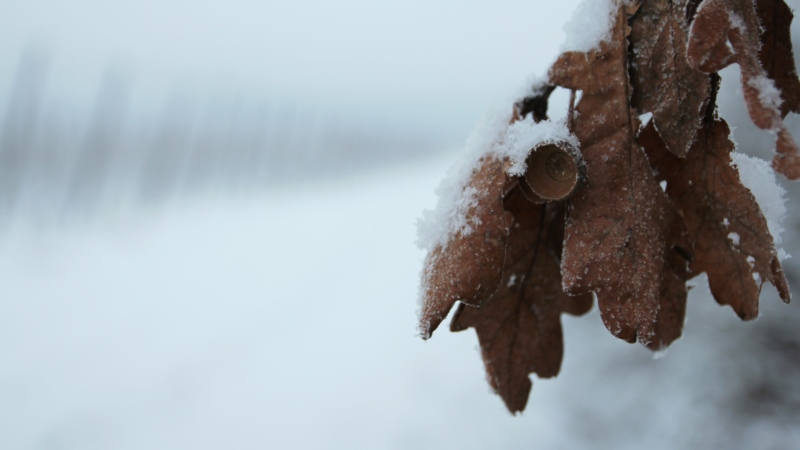 寒冷,性质,叶子,白色,雪,壁纸/手机壁纸|叶子,寒冷,性质,白色,雪-海量免费高质量壁纸|墙纸|手机壁纸|电脑壁纸|wallpaper|动漫|卡通|二次元|真人|风景壁纸库-美塔壁纸