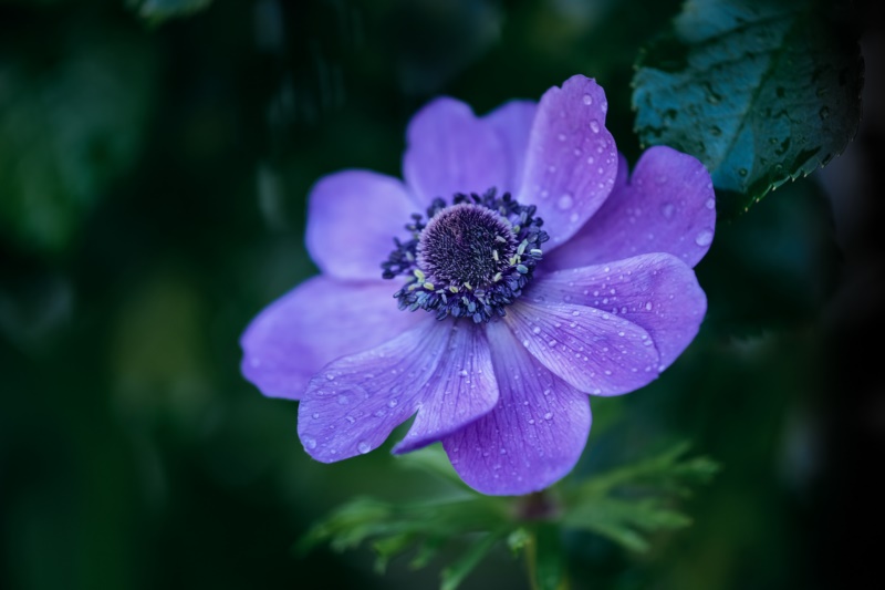 自然,鲜花,植物,紫色的花朵,水滴,壁纸/手机壁纸|植物,水滴,紫色的花朵,自然,鲜花-海量免费高质量壁纸|墙纸|手机壁纸|电脑壁纸|wallpaper|动漫|卡通|二次元|真人|风景壁纸库-美塔壁纸