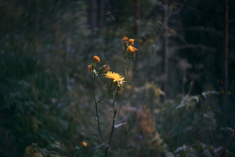 花,黄色花,黄色花,模糊,bokeh,叶子,自然,植物,壁纸/手机壁纸|bokeh,叶子,植物,模糊,自然,花,黄色花-海量免费高质量壁纸|墙纸|手机壁纸|电脑壁纸|wallpaper|动漫|卡通|二次元|真人|风景壁纸库-美塔壁纸