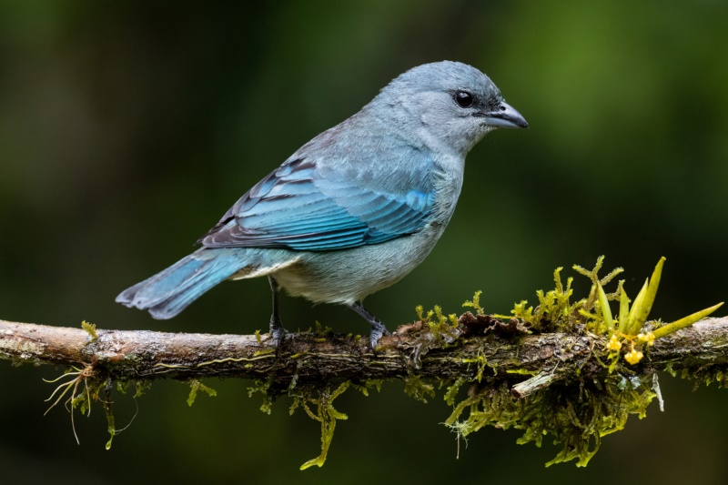 Azure-Changered Tanager,鸟类,自然,分支机构,壁纸/手机壁纸|Azure-Changered Tanager,分支机构,自然,鸟类-海量免费高质量壁纸|墙纸|手机壁纸|电脑壁纸|wallpaper|动漫|卡通|二次元|真人|风景壁纸库-美塔壁纸