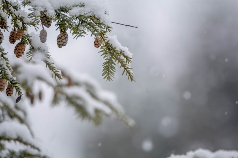 冬天,雪,十二月,自然,雪花,散景,松树,松树锥,壁纸/手机壁纸|冬天,十二月,散景,松树,松树锥,自然,雪,雪花-海量免费高质量壁纸|墙纸|手机壁纸|电脑壁纸|wallpaper|动漫|卡通|二次元|真人|风景壁纸库-美塔壁纸