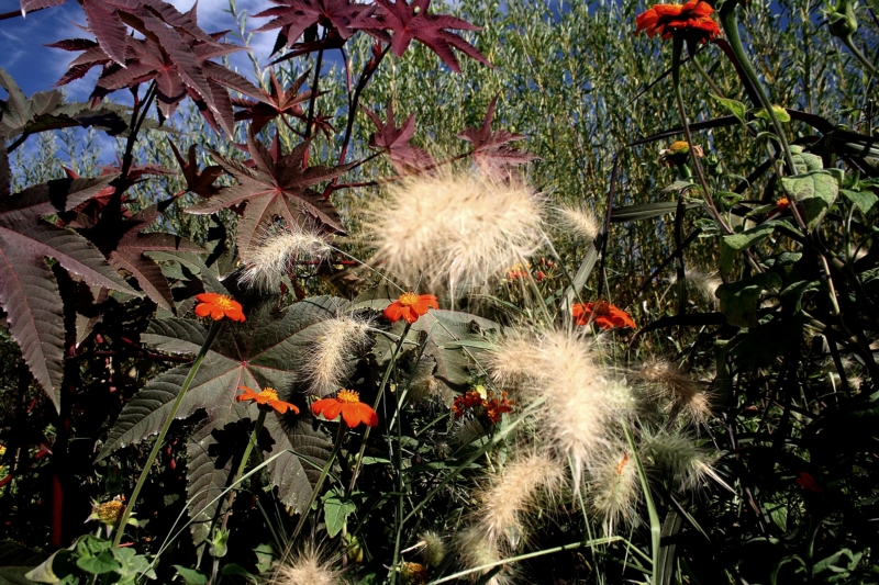 秋天,花园,花园,植物,壁纸/手机壁纸|植物,秋天,花园-海量免费高质量壁纸|墙纸|手机壁纸|电脑壁纸|wallpaper|动漫|卡通|二次元|真人|风景壁纸库-美塔壁纸