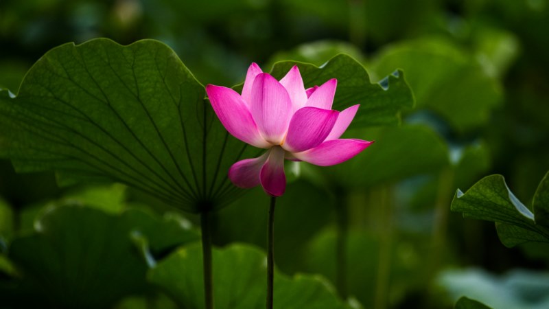 性质,景深,特写镜头,花卉,植物,叶子,壁纸/手机壁纸|叶子,性质,景深,植物,特写镜头,花卉-海量免费高质量壁纸|墙纸|手机壁纸|电脑壁纸|wallpaper|动漫|卡通|二次元|真人|风景壁纸库-美塔壁纸