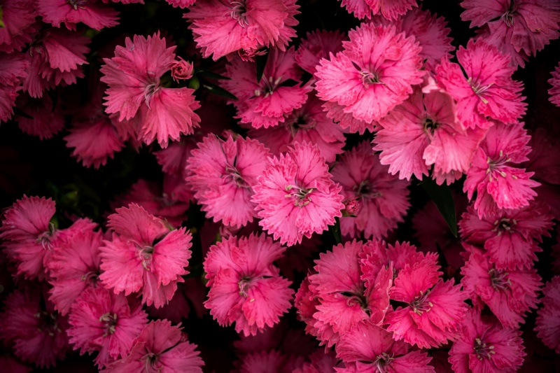 自然,鲜花,植物,粉红色的花朵,壁纸/手机壁纸|植物,粉红色的花朵,自然,鲜花-海量免费高质量壁纸|墙纸|手机壁纸|电脑壁纸|wallpaper|动漫|卡通|二次元|真人|风景壁纸库-美塔壁纸