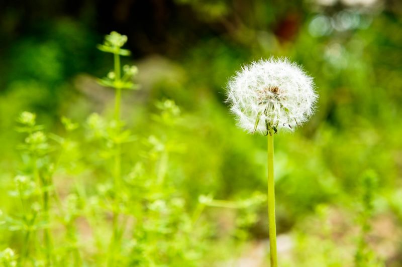 合肥,自然,蒲公英,壁纸/手机壁纸|合肥,自然,蒲公英-海量免费高质量壁纸|墙纸|手机壁纸|电脑壁纸|wallpaper|动漫|卡通|二次元|真人|风景壁纸库-美塔壁纸