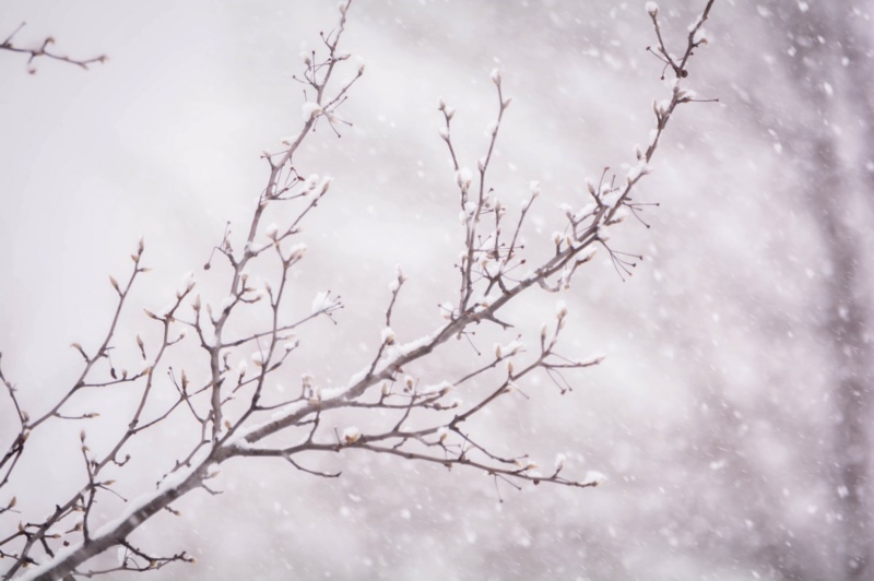 冬天,雪,十二月,性质,雪花,散景,树木,分支机构,壁纸/手机壁纸|冬天,分支机构,十二月,性质,散景,树木,雪,雪花-海量免费高质量壁纸|墙纸|手机壁纸|电脑壁纸|wallpaper|动漫|卡通|二次元|真人|风景壁纸库-美塔壁纸