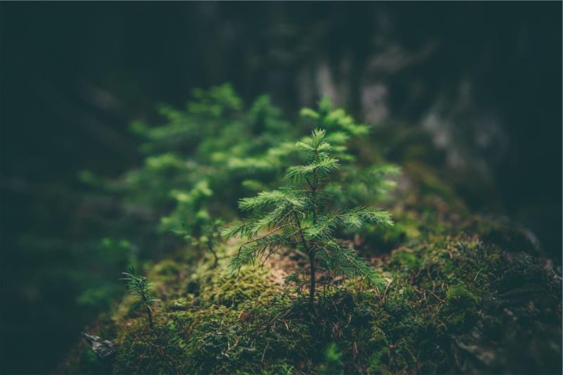 性质,植物,树木,生长,特写,景观,户外,森林,分支,壁纸/手机壁纸|分支,性质,户外,景观,树木,森林,植物,特写,生长-海量免费高质量壁纸|墙纸|手机壁纸|电脑壁纸|wallpaper|动漫|卡通|二次元|真人|风景壁纸库-美塔壁纸