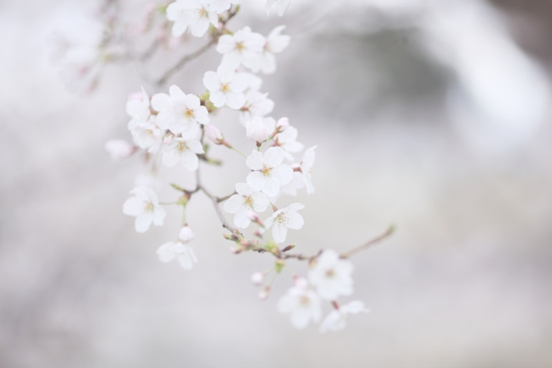 鲜花,樱花,柔和,景深,壁纸/手机壁纸|景深,柔和,樱花,鲜花-海量免费高质量壁纸|墙纸|手机壁纸|电脑壁纸|wallpaper|动漫|卡通|二次元|真人|风景壁纸库-美塔壁纸