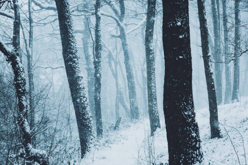 冬天,雪,景观,自然,森林,壁纸/手机壁纸|冬天,景观,森林,自然,雪-海量免费高质量壁纸|墙纸|手机壁纸|电脑壁纸|wallpaper|动漫|卡通|二次元|真人|风景壁纸库-美塔壁纸