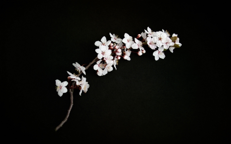 黑色,极简主义,鲜花,简单的背景,樱花,壁纸/手机壁纸|极简主义,樱花,简单的背景,鲜花,黑色-海量免费高质量壁纸|墙纸|手机壁纸|电脑壁纸|wallpaper|动漫|卡通|二次元|真人|风景壁纸库-美塔壁纸