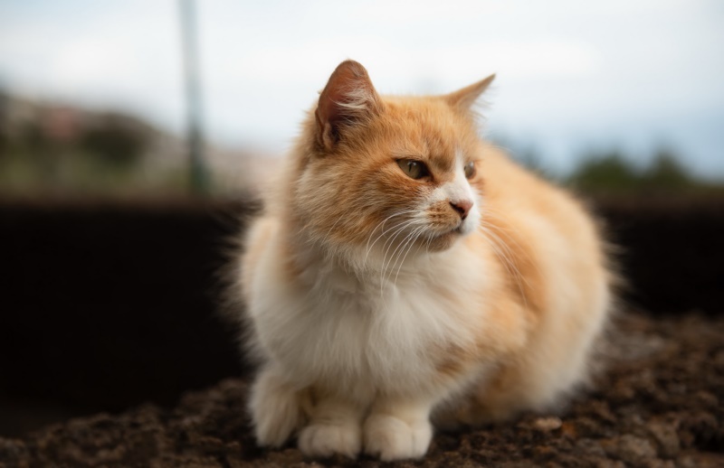 看侧身,猫,动物,哺乳动物,户外,晶须,猫科动物,虎斑,壁纸/手机壁纸|动物,哺乳动物,户外,晶须,猫,猫科动物,看侧身,虎斑-海量免费高质量壁纸|墙纸|手机壁纸|电脑壁纸|wallpaper|动漫|卡通|二次元|真人|风景壁纸库-美塔壁纸