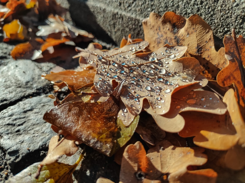 叶子,性质,叶子,水滴,落叶,秋天,壁纸/手机壁纸|叶子,性质,水滴,秋天,落叶-海量免费高质量壁纸|墙纸|手机壁纸|电脑壁纸|wallpaper|动漫|卡通|二次元|真人|风景壁纸库-美塔壁纸