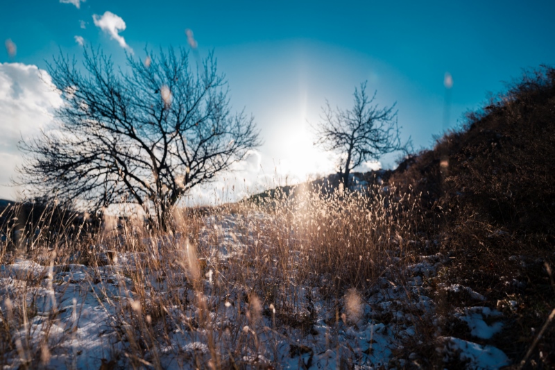 雪,冬天,草,树,自然,壁纸/手机壁纸|冬天,树,自然,草,雪-海量免费高质量壁纸|墙纸|手机壁纸|电脑壁纸|wallpaper|动漫|卡通|二次元|真人|风景壁纸库-美塔壁纸