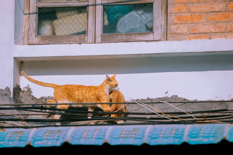 母亲,猫,摄影,小猫,猫科动物,哺乳动物,动物,婴儿动物,屋顶,城市,户外,壁纸/手机壁纸|动物,哺乳动物,城市,婴儿动物,小猫,屋顶,户外,摄影,母亲,猫,猫科动物-海量免费高质量壁纸|墙纸|手机壁纸|电脑壁纸|wallpaper|动漫|卡通|二次元|真人|风景壁纸库-美塔壁纸