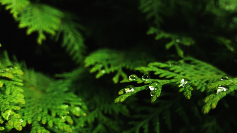 自然,thuja,水滴,宏,bokeh,特写镜头,壁纸/手机壁纸|bokeh,thuja,宏,水滴,特写镜头,自然-海量免费高质量壁纸|墙纸|手机壁纸|电脑壁纸|wallpaper|动漫|卡通|二次元|真人|风景壁纸库-美塔壁纸