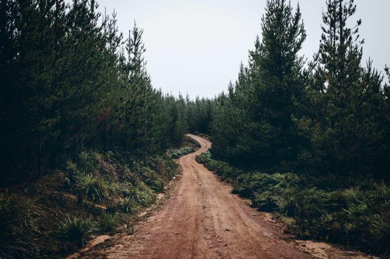 自然,树木,道路,土路,森林,壁纸/手机壁纸|土路,树木,森林,自然,道路-海量免费高质量壁纸|墙纸|手机壁纸|电脑壁纸|wallpaper|动漫|卡通|二次元|真人|风景壁纸库-美塔壁纸