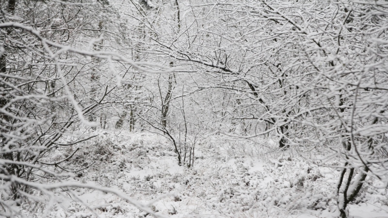 雪,冷,白色,自然,壁纸/手机壁纸|冷,白色,自然,雪-海量免费高质量壁纸|墙纸|手机壁纸|电脑壁纸|wallpaper|动漫|卡通|二次元|真人|风景壁纸库-美塔壁纸