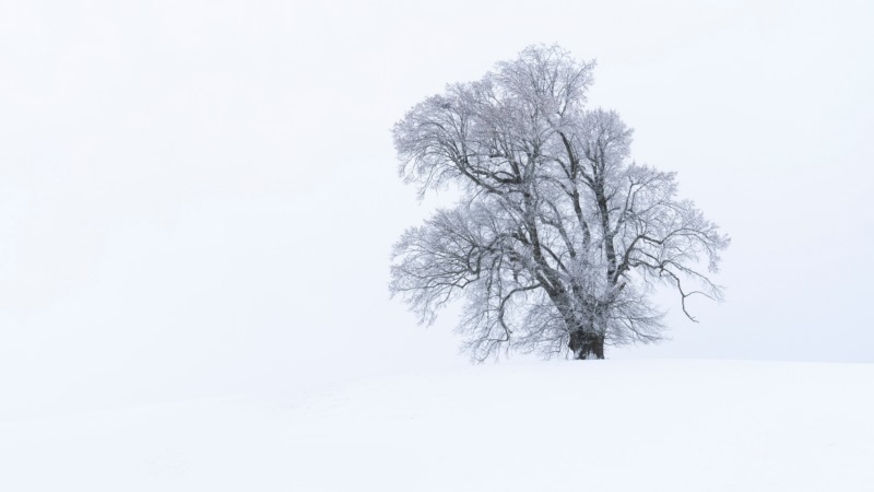 雪,树,冬天,自然,壁纸/手机壁纸|冬天,树,自然,雪-海量免费高质量壁纸|墙纸|手机壁纸|电脑壁纸|wallpaper|动漫|卡通|二次元|真人|风景壁纸库-美塔壁纸