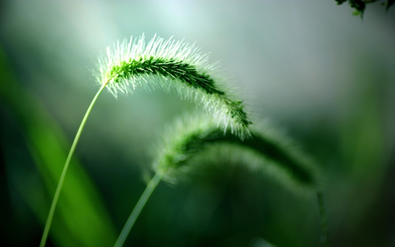 草,绿色,宏,模糊,壁纸/手机壁纸|宏,模糊,绿色,草-海量免费高质量壁纸|墙纸|手机壁纸|电脑壁纸|wallpaper|动漫|卡通|二次元|真人|风景壁纸库-美塔壁纸