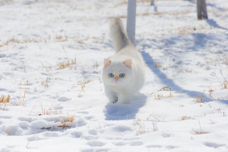 蓝眼睛,猫,雪,冬天,动物,宠物,摄影,猫,哺乳动物,壁纸/手机壁纸|冬天,动物,哺乳动物,宠物,摄影,猫,蓝眼睛,雪-海量免费高质量壁纸|墙纸|手机壁纸|电脑壁纸|wallpaper|动漫|卡通|二次元|真人|风景壁纸库-美塔壁纸