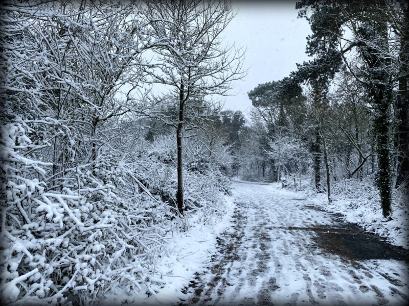 雪,森林,性质,冬天,户外,冷,冰,树木,壁纸/手机壁纸|冬天,冰,冷,性质,户外,树木,森林,雪-海量免费高质量壁纸|墙纸|手机壁纸|电脑壁纸|wallpaper|动漫|卡通|二次元|真人|风景壁纸库-美塔壁纸