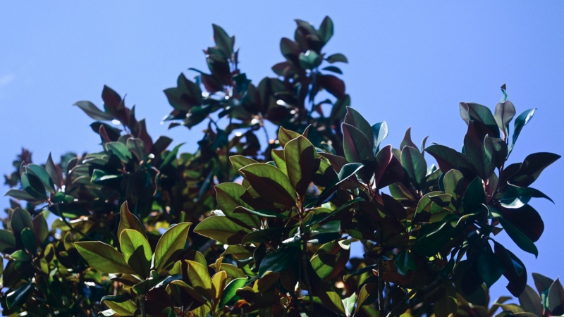 自然,树木,玉兰,摄影,植物,户外,叶子,透视,50mm,壁纸/手机壁纸|50mm,叶子,户外,摄影,树木,植物,玉兰,自然,透视-海量免费高质量壁纸|墙纸|手机壁纸|电脑壁纸|wallpaper|动漫|卡通|二次元|真人|风景壁纸库-美塔壁纸