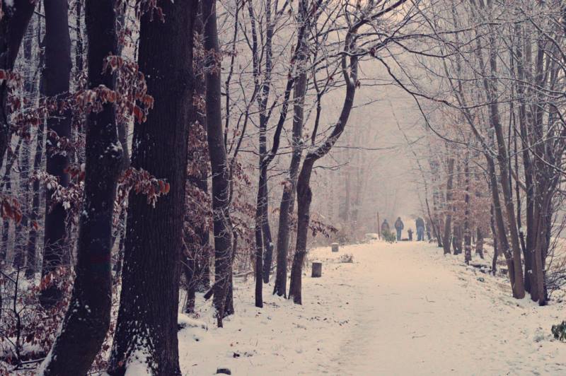 树木,自然,冬季,森林,雪,秋天,壁纸/手机壁纸|冬季,树木,森林,秋天,自然,雪-海量免费高质量壁纸|墙纸|手机壁纸|电脑壁纸|wallpaper|动漫|卡通|二次元|真人|风景壁纸库-美塔壁纸