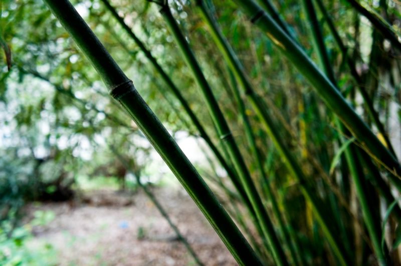 合肥,自然,植物,壁纸/手机壁纸|合肥,植物,自然-海量免费高质量壁纸|墙纸|手机壁纸|电脑壁纸|wallpaper|动漫|卡通|二次元|真人|风景壁纸库-美塔壁纸