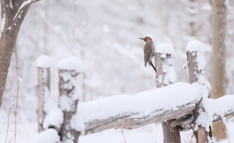 动物,雪,鸟,冬天,户外,寒冷,冰,壁纸/手机壁纸|冬天,冰,动物,寒冷,户外,雪,鸟-海量免费高质量壁纸|墙纸|手机壁纸|电脑壁纸|wallpaper|动漫|卡通|二次元|真人|风景壁纸库-美塔壁纸