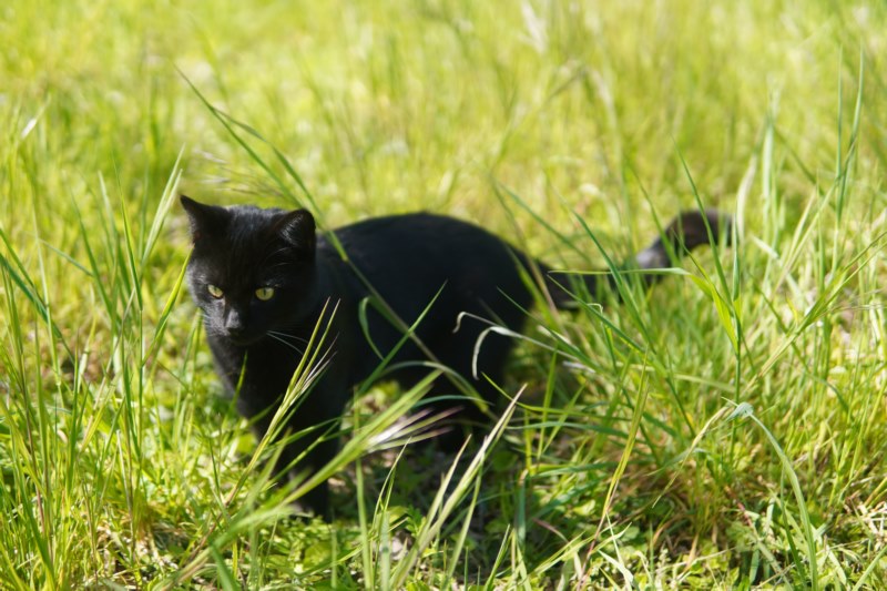 草,黑猫,猫,猫,黑色,壁纸/手机壁纸|猫,草,黑猫,黑色-海量免费高质量壁纸|墙纸|手机壁纸|电脑壁纸|wallpaper|动漫|卡通|二次元|真人|风景壁纸库-美塔壁纸