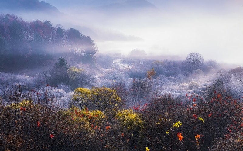 老虎seo,风景,雾,植物,寒冷,太阳光线,树木,秋天,蓝色,性质,壁纸/手机壁纸|太阳光线,寒冷,性质,树木,植物,秋天,老虎seo,蓝色,雾,风景-海量免费高质量壁纸|墙纸|手机壁纸|电脑壁纸|wallpaper|动漫|卡通|二次元|真人|风景壁纸库-美塔壁纸