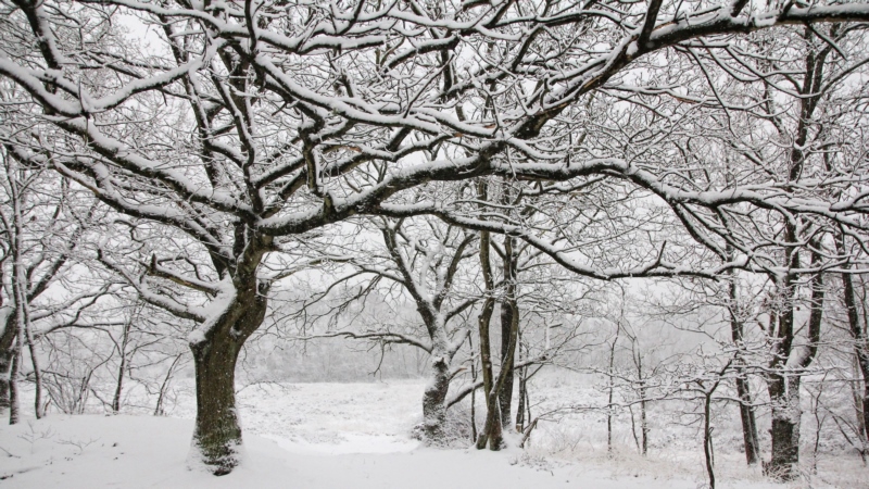 自然,雪,白色,冷,壁纸/手机壁纸|冷,白色,自然,雪-海量免费高质量壁纸|墙纸|手机壁纸|电脑壁纸|wallpaper|动漫|卡通|二次元|真人|风景壁纸库-美塔壁纸