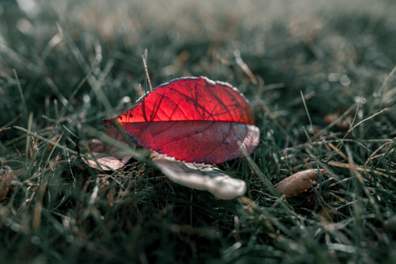 叶子,草,景深,性质,壁纸/手机壁纸|叶子,性质,景深,草-海量免费高质量壁纸|墙纸|手机壁纸|电脑壁纸|wallpaper|动漫|卡通|二次元|真人|风景壁纸库-美塔壁纸