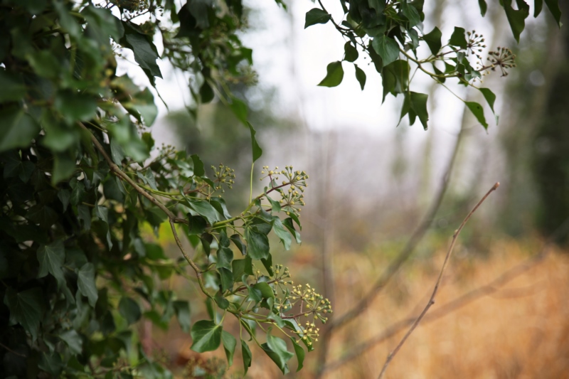 自然,秋天,叶子,植物,壁纸/手机壁纸|叶子,植物,秋天,自然-海量免费高质量壁纸|墙纸|手机壁纸|电脑壁纸|wallpaper|动漫|卡通|二次元|真人|风景壁纸库-美塔壁纸