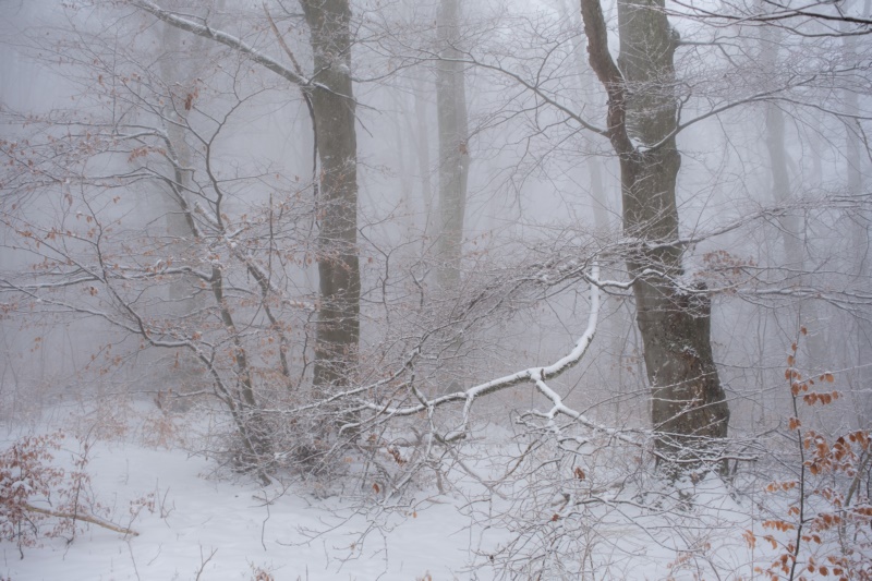 冬天,雪,十二月,自然,雪花,树木,壁纸/手机壁纸|冬天,十二月,树木,自然,雪,雪花-海量免费高质量壁纸|墙纸|手机壁纸|电脑壁纸|wallpaper|动漫|卡通|二次元|真人|风景壁纸库-美塔壁纸