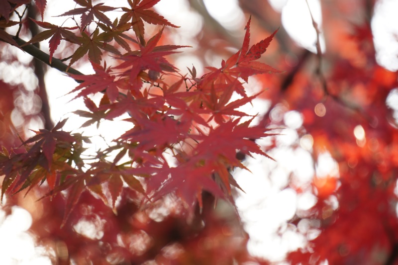 叶子,树木,植物,自然,秋天,壁纸/手机壁纸|叶子,树木,植物,秋天,自然-海量免费高质量壁纸|墙纸|手机壁纸|电脑壁纸|wallpaper|动漫|卡通|二次元|真人|风景壁纸库-美塔壁纸