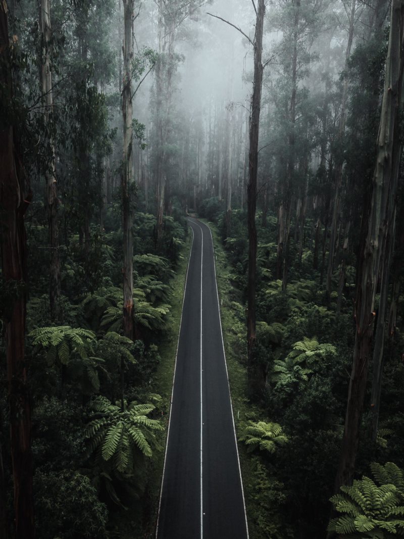 道路,森林,植物,性质,肖像显示,雾,树,垂直,壁纸/手机壁纸|垂直,性质,树,森林,植物,肖像显示,道路,雾-海量免费高质量壁纸|墙纸|手机壁纸|电脑壁纸|wallpaper|动漫|卡通|二次元|真人|风景壁纸库-美塔壁纸